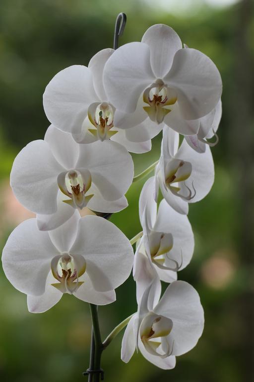 El Jardin De Los Colibries - Pereira, Risaralda מראה חיצוני תמונה
